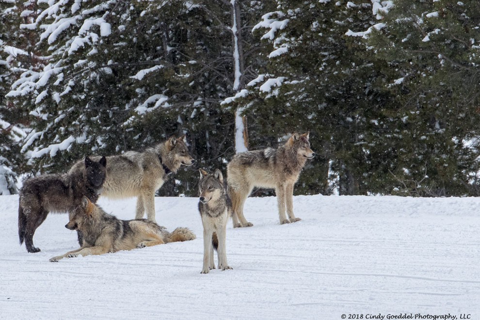 Wapiti Wolf Pack Members