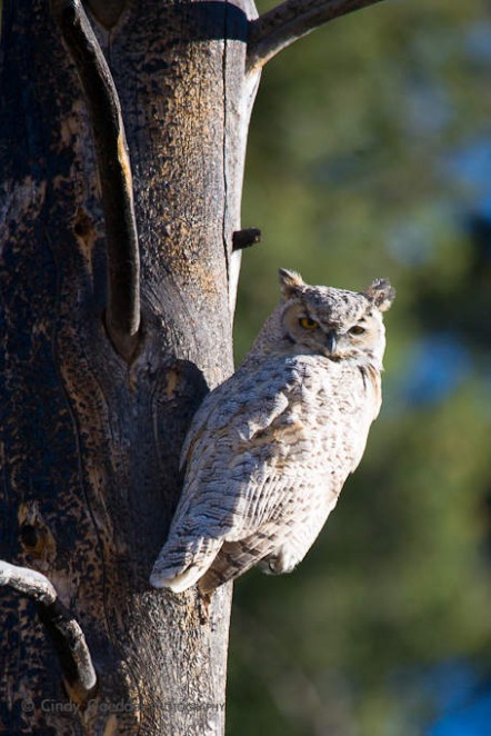 Great Horned Owl