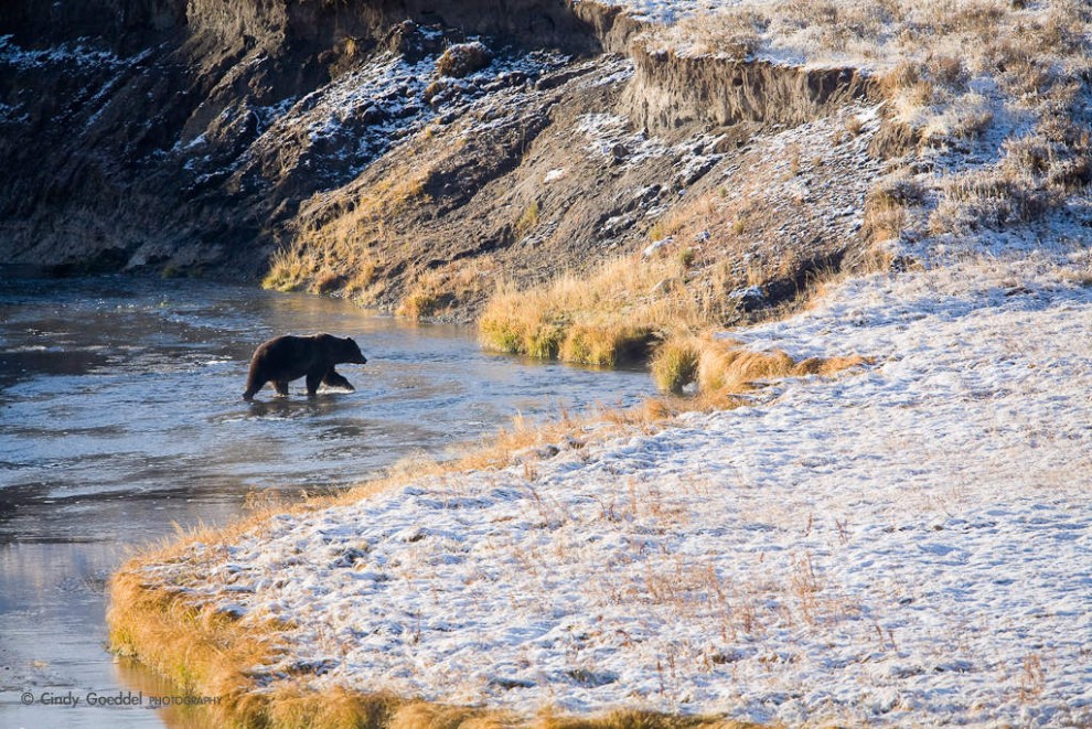 Grizzly Crossing