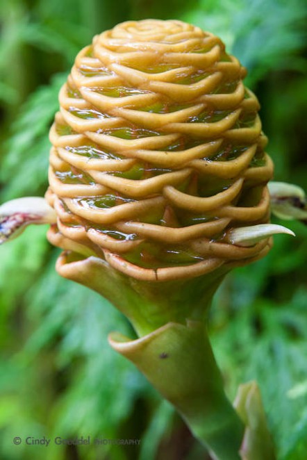 Beehive Ginger