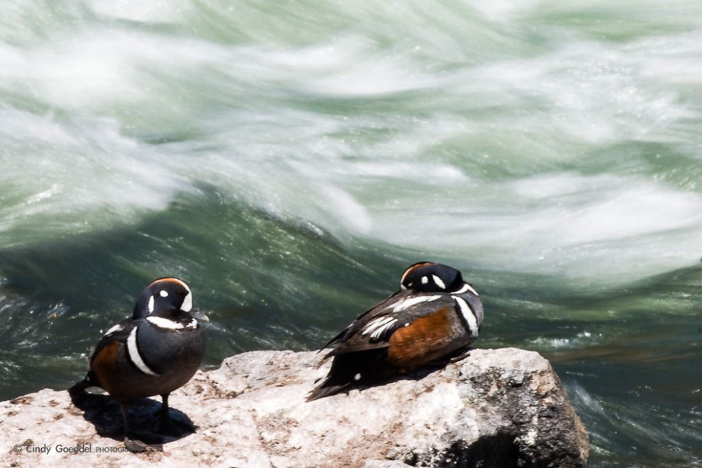 Male Harlequin Ducks in Rapids