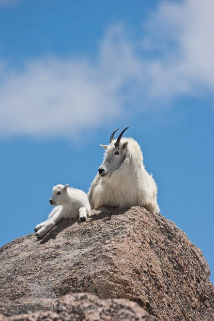 Mountain Goat and Newborn on Rock