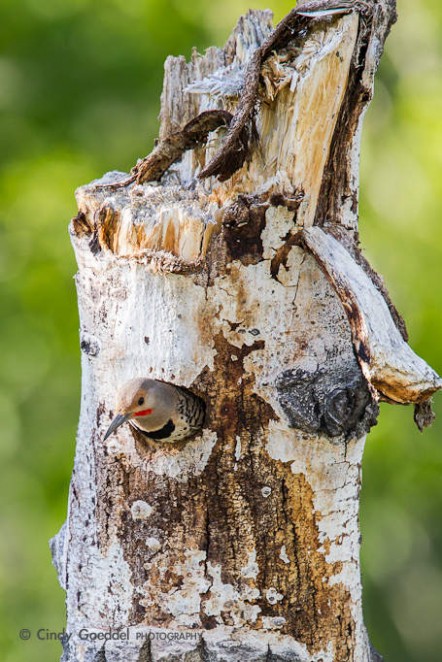 Northern Flicker Exiting Nest Cavity