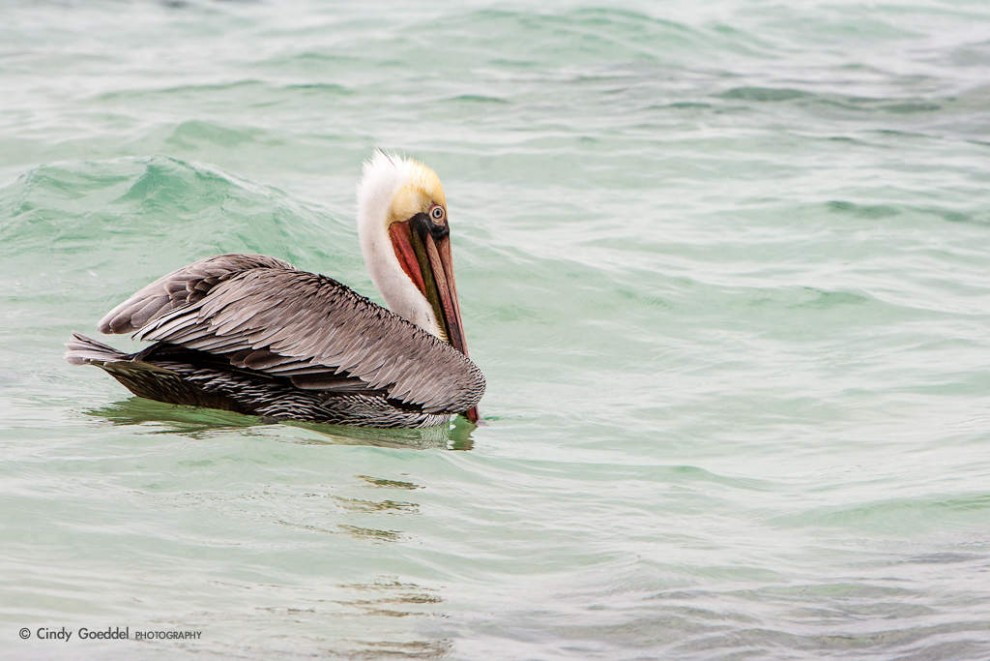 Brown Pelican Floating