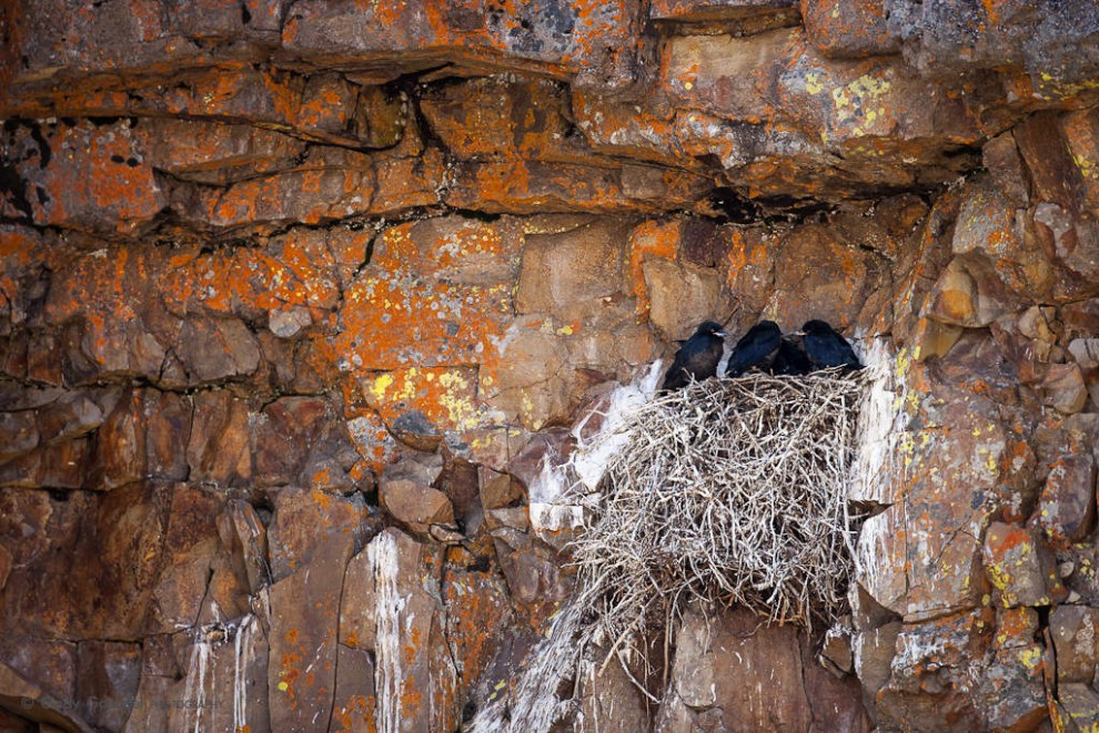 Raven Nest with Chicks