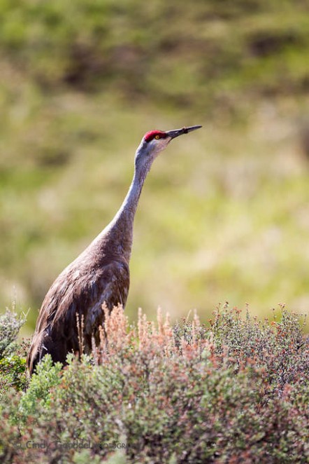 Sandhill Crane Portrait-2