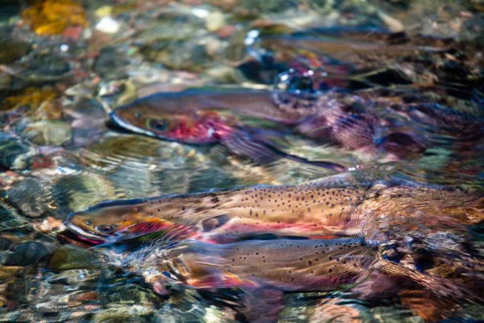 Spawning Yellowstone Cutthroat