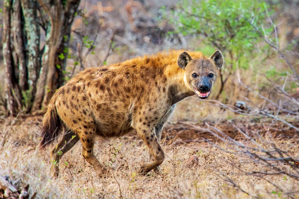 Spotted Hyena