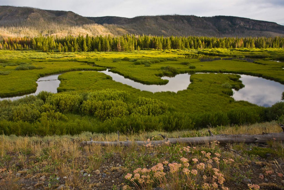 Wetland Dams