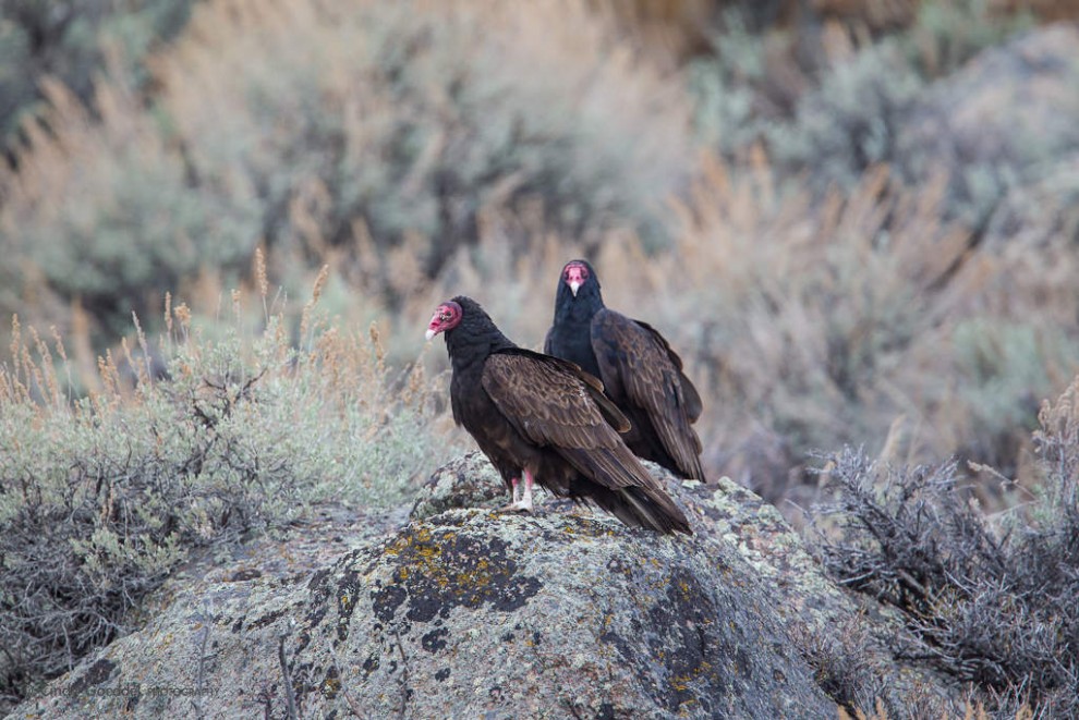 Turkey Vultures on Boulder