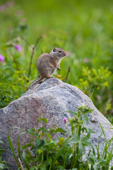 Uinta Ground Squirrel