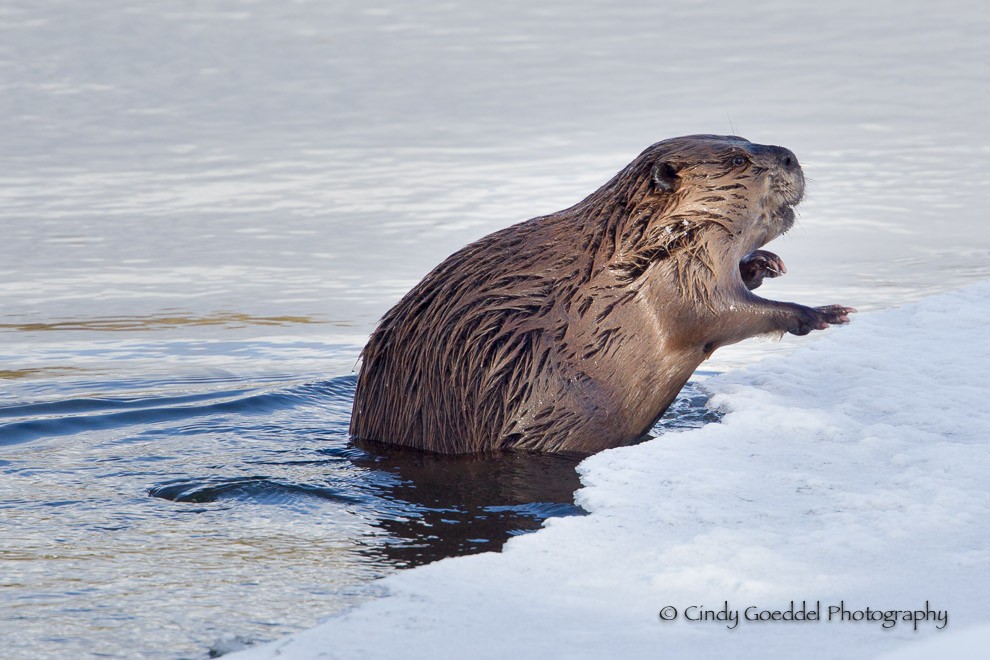 Clambering on Ice