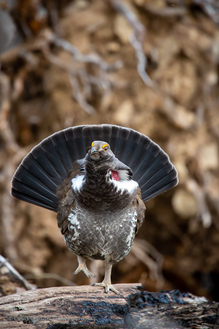 Dusky the Grouse