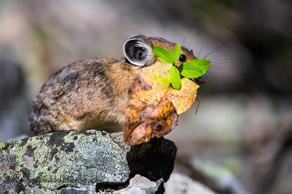 Pika Pose