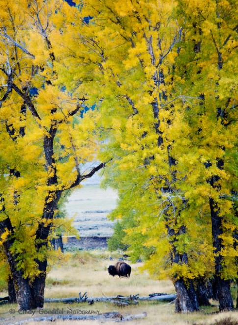 Bison Framed by Cottonwoods