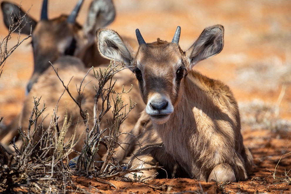 Young Gemsbok