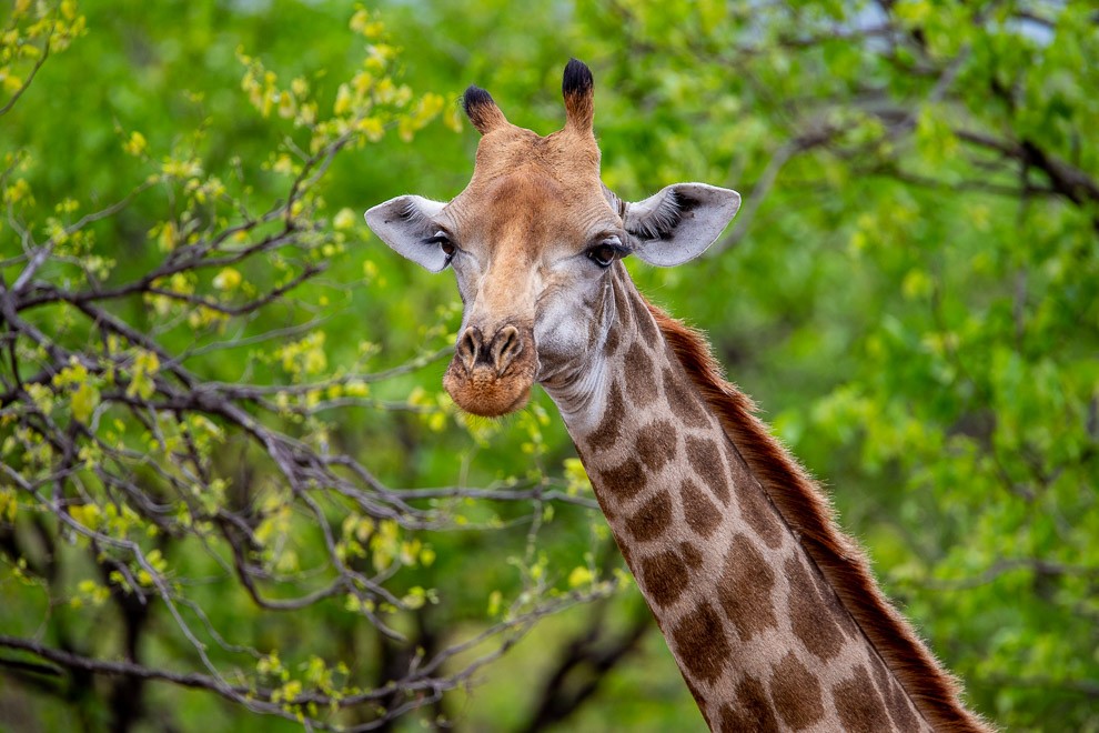 Towering Hunk - Giraffe