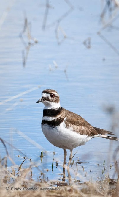 Killdeer