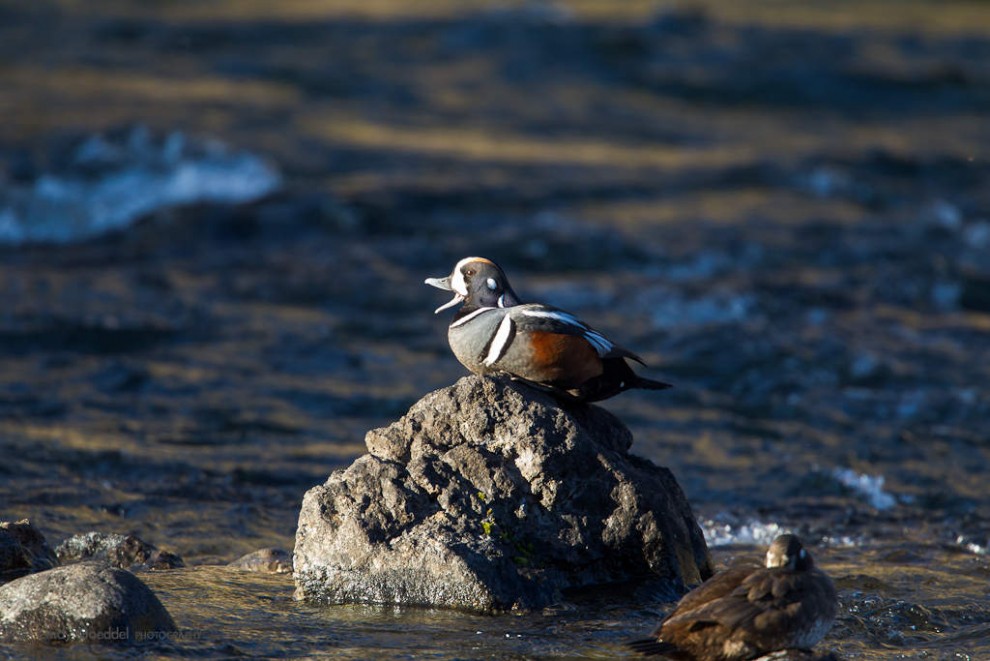 Harlequin Duck Calling