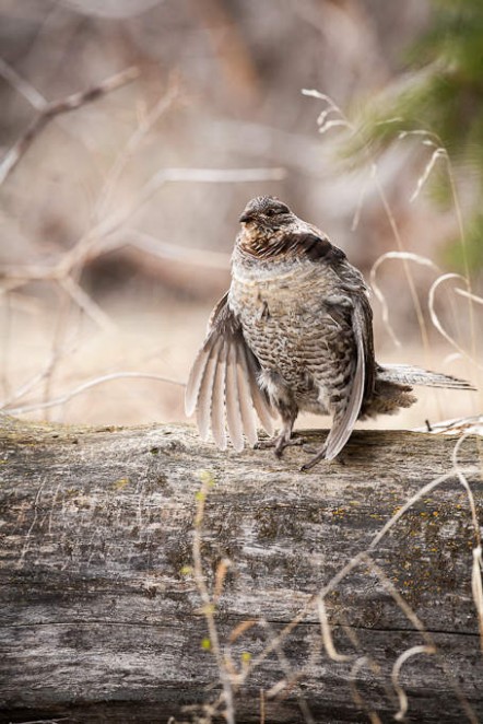 Grouse with Cupped Wings