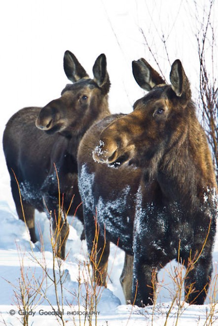 Moose Cow and Yearling