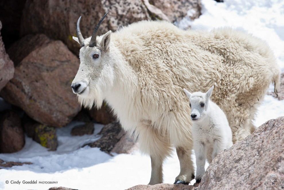 Mountain Goat and Kid