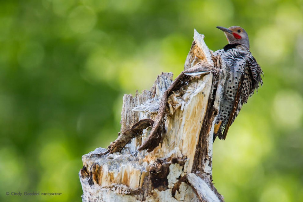 Guarding the Tree Cavity