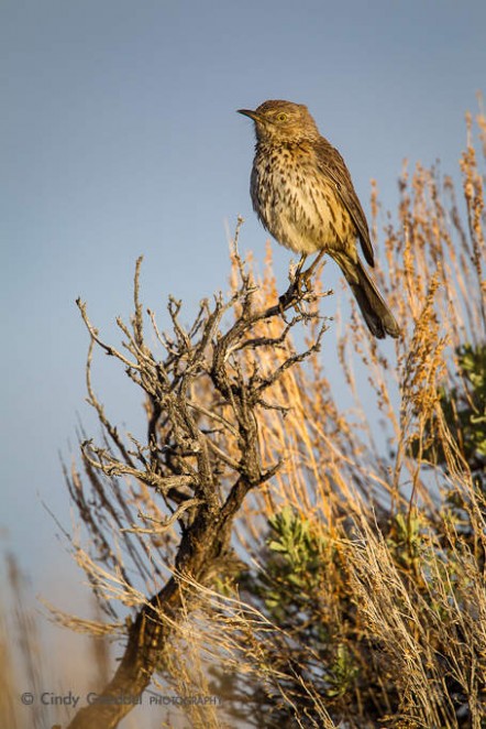 Sage Thrasher