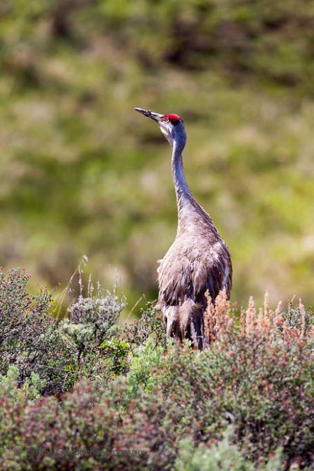 Sandhill Crane Portrait-1