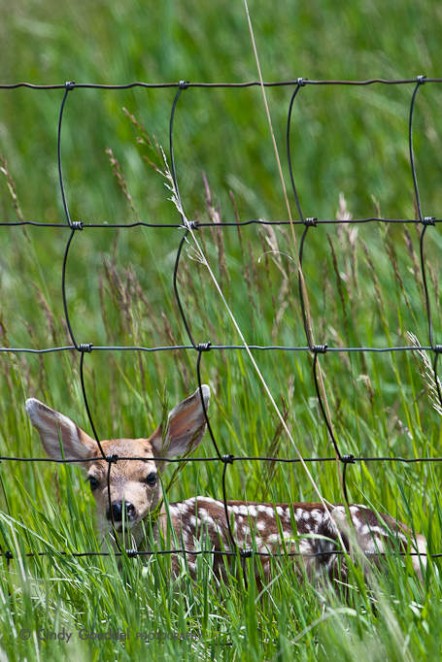 Hayfield Fawn