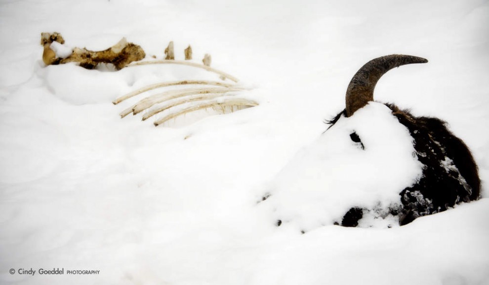 Winter Kill Bison