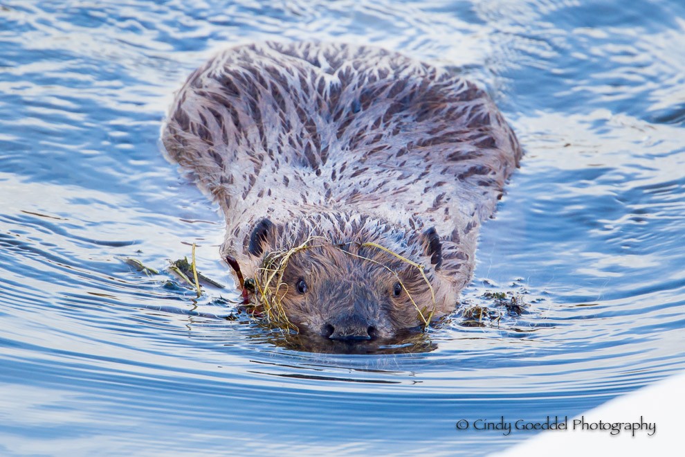 Smooth  Swimmer