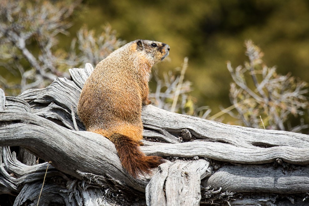 Marmot Profile