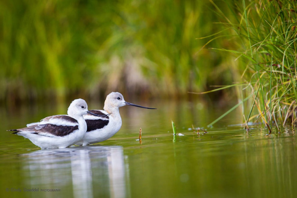 Pair of American Avocets