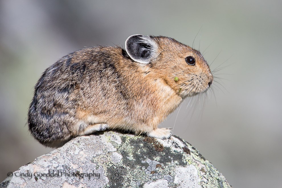 Pika Portrait 2