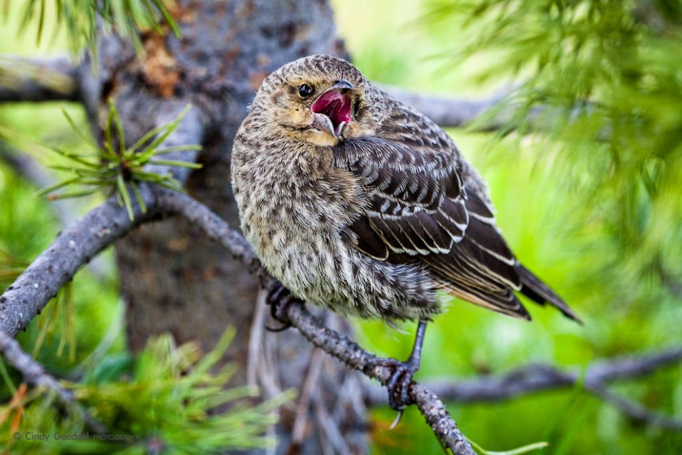 Fledgling