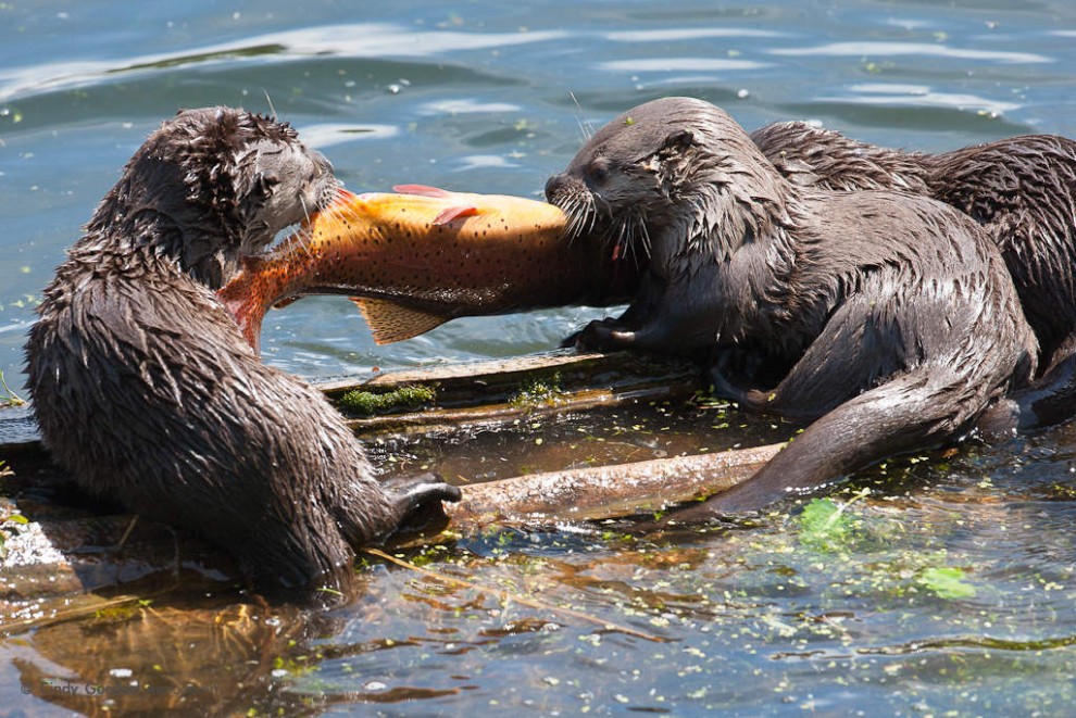 Tug-of-War