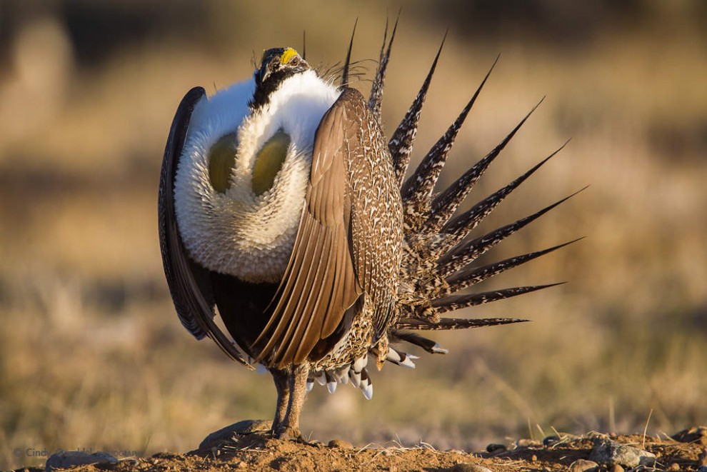 Sage Grouse Mating Display-5