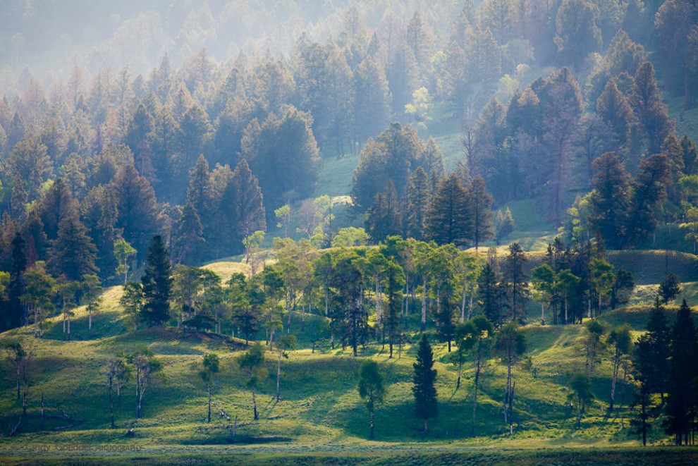 Summer Morning in Lamar Valley