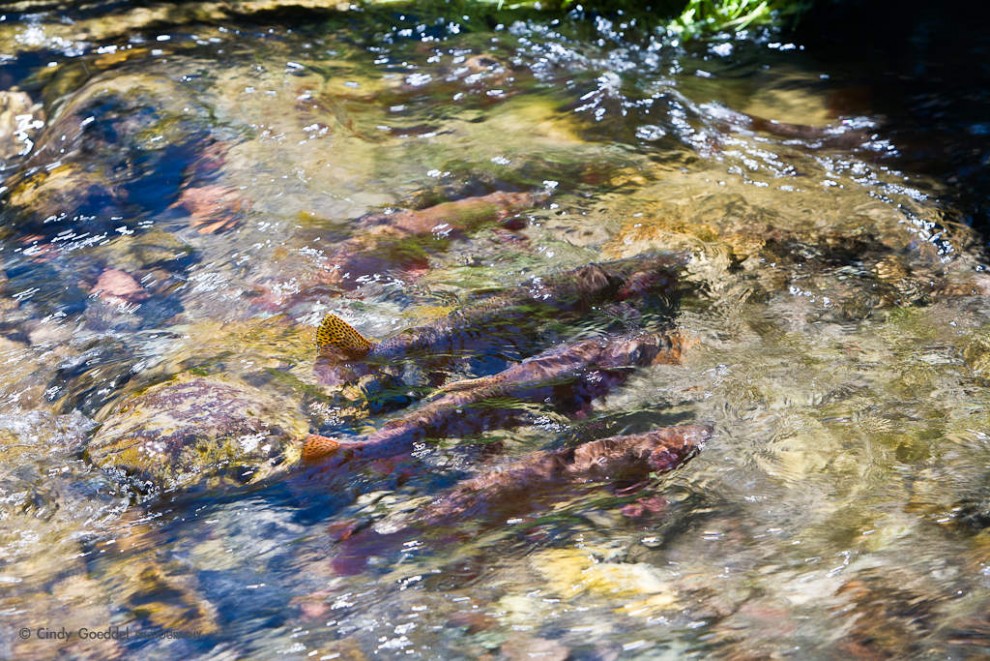 Spawning Yellowstone Cutthroat