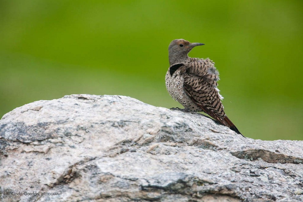 Young Northern Flicker