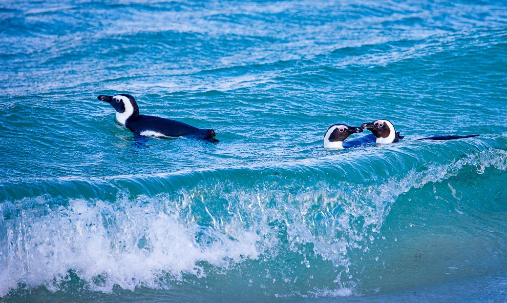 African Penguins