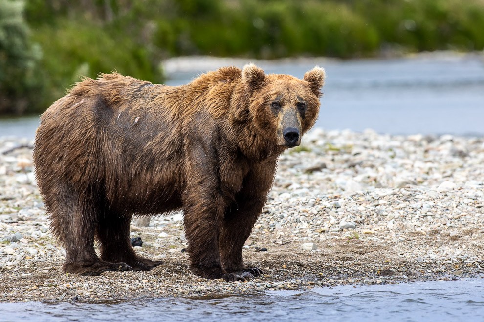 Coastal Brown Bear Portrait