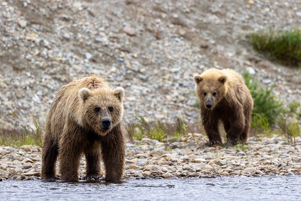 Cub Crossing