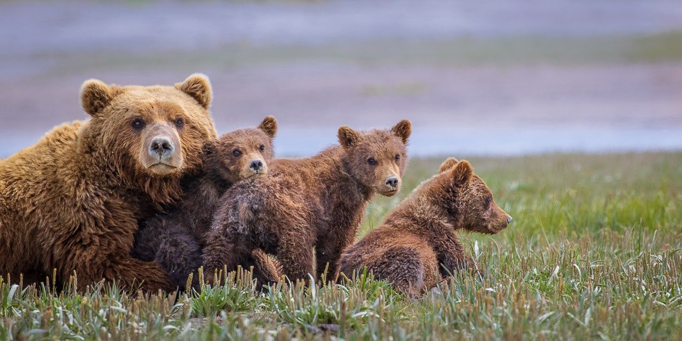 Spring Cubs