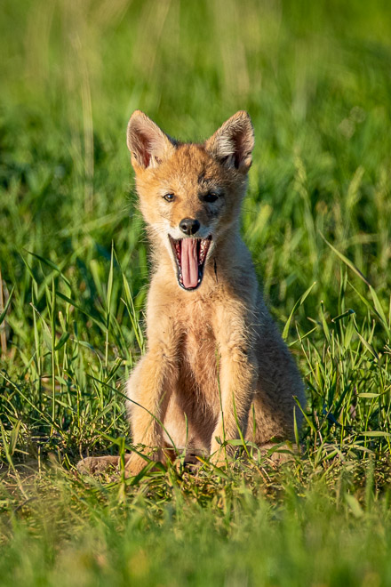 Puppy Yawn