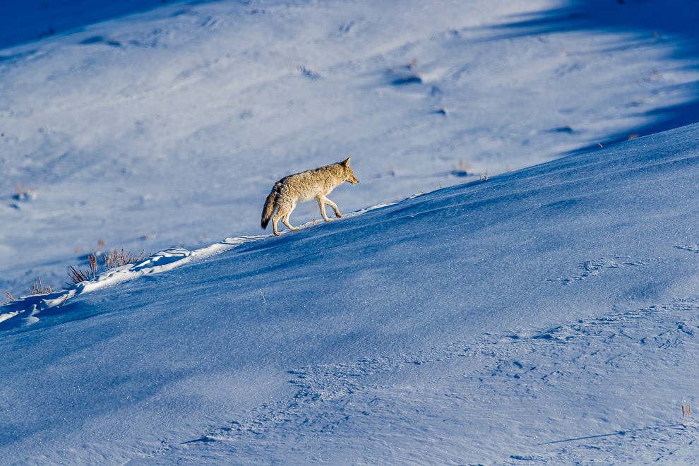 Morning Patrol