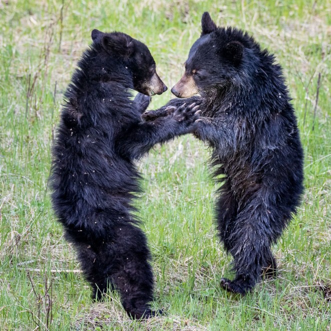 First Dance