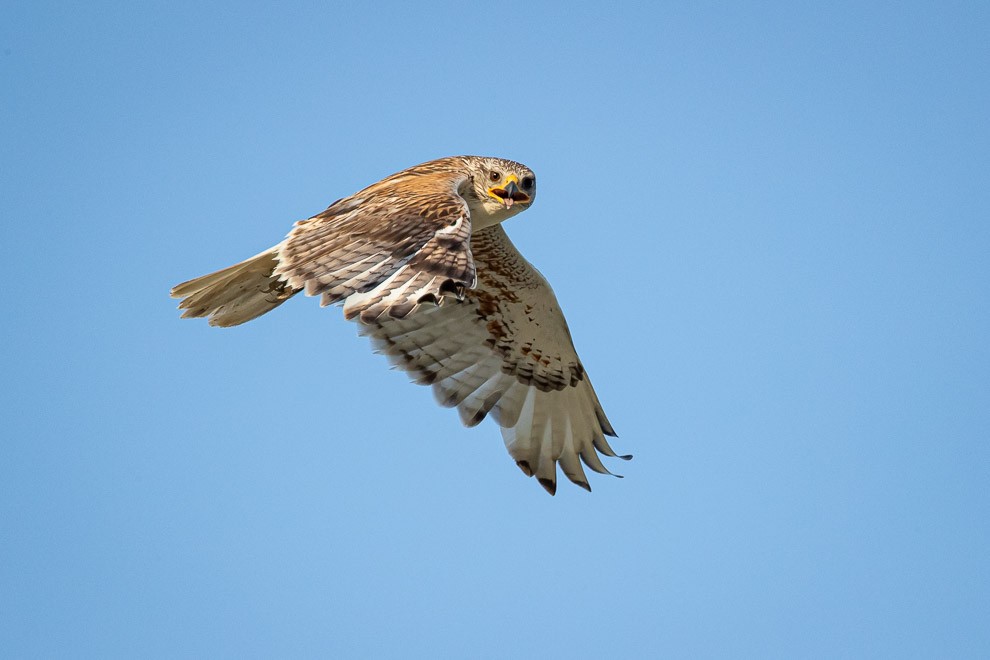 Ferruginous Hawk on the  Wing