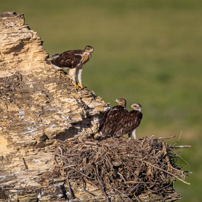 Ready to Fledge